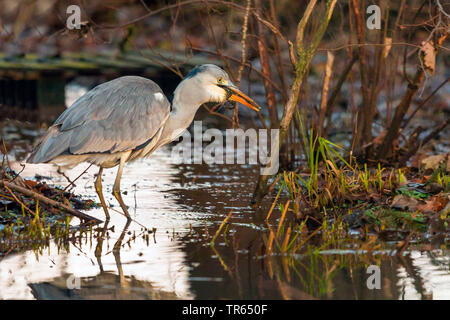 Héron cendré (Ardea cinerea), debout dans l'eau peu profonde et de manger une grenouille herbe l'hiver, vue de côté, l'Allemagne, la Bavière Banque D'Images