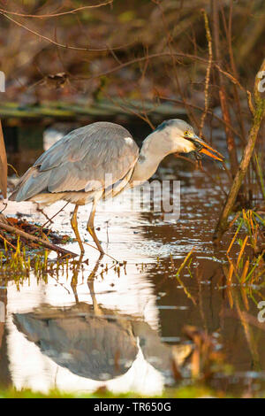 Héron cendré (Ardea cinerea), debout dans l'eau peu profonde et de manger une grenouille herbe l'hiver, vue de côté, l'Allemagne, la Bavière Banque D'Images