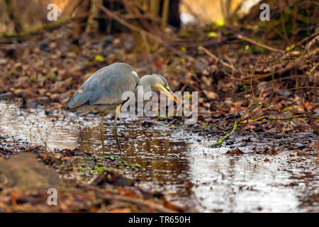 Héron cendré (Ardea cinerea), debout dans l'eau peu profonde et de manger une grenouille herbe l'hiver, vue de côté, l'Allemagne, la Bavière Banque D'Images