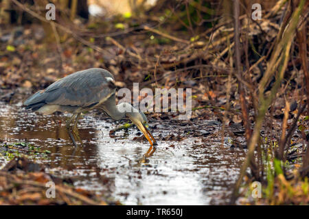 Héron cendré (Ardea cinerea), debout dans l'eau peu profonde et attraper une grenouille herbe l'hiver, vue de côté, l'Allemagne, la Bavière Banque D'Images