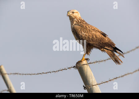 Long-legged buzzard (Buteo rufinus), assis sur une barrière, Israël Banque D'Images