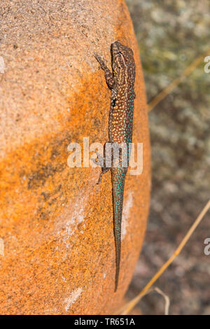 Side-lézard tacheté, côté commun-lézard tacheté (Uta stansburiana), homme à un rocher, vue latérale, USA, Arizona, Rivière Salée Banque D'Images