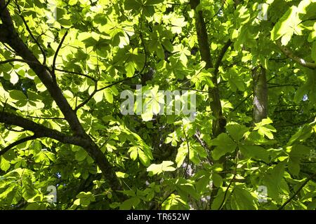 Le marronnier commun (Aesculus hippocastanum), vue de la couronne d'en bas, Allemagne Banque D'Images