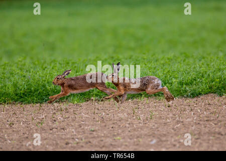 Lièvre européen, lièvre Brun (Lepus europaeus), se poursuivent sur un champ, vue de côté, l'Allemagne, Bavière, Niederbayern, Basse-Bavière Banque D'Images