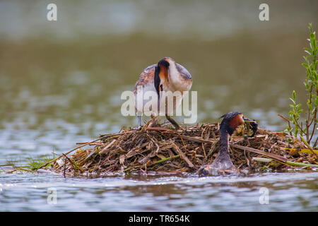 Grèbe huppé (Podiceps cristatus), paire la construction d'un nid, Allemagne, Bavière, Niederbayern, Basse-Bavière Banque D'Images