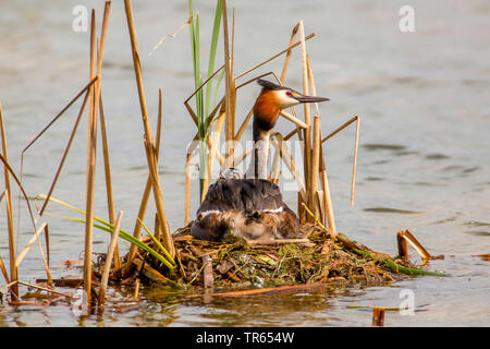 Grèbe huppé (Podiceps cristatus), assis sur le nid avec chick à l'arrière, en Allemagne, en Bavière, Niederbayern, Basse-Bavière Banque D'Images