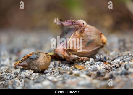 Bébé oiseau mort couché sur une rue, Allemagne, Bavière, Niederbayern, Basse-Bavière Banque D'Images