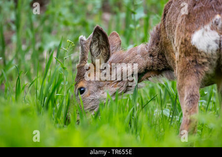 Le chevreuil (Capreolus capreolus), roe buck en velours de la navigation, l'Allemagne, la Bavière, Niederbayern, Basse-Bavière Banque D'Images