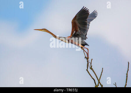 Héron pourpré (Ardea purpurea), décollant d'un arbre, vue de côté, l'Allemagne, Bavière, Niederbayern, Basse-Bavière Banque D'Images