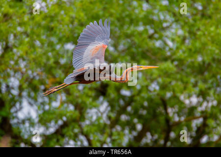 Héron pourpré (Ardea purpurea), en vol, vue de côté, l'Allemagne, Bavière, Niederbayern, Basse-Bavière Banque D'Images