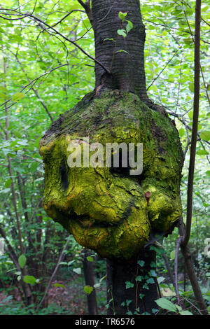 Connu d'un tronc d'arbre, de l'Italie, le Tyrol du Sud, Meran Banque D'Images