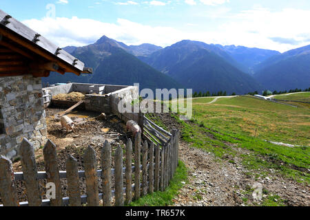 Porc domestique (Sus scrofa domestica), f. eco farm sur l'Unteren Schwemmalm, Germany, Ultental, Santa Valburga Banque D'Images