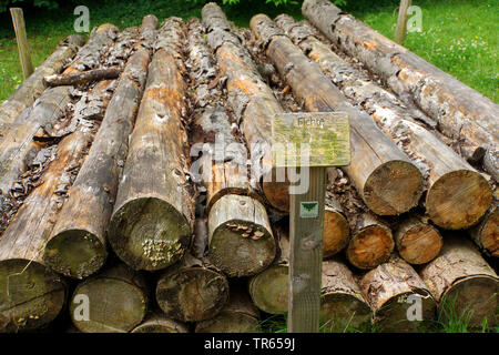 L'épinette de Norvège (Picea abies), tronc d'arbre en décomposition sur un sentier forestier, d'Allemagne, Rhénanie du Nord-Westphalie Banque D'Images