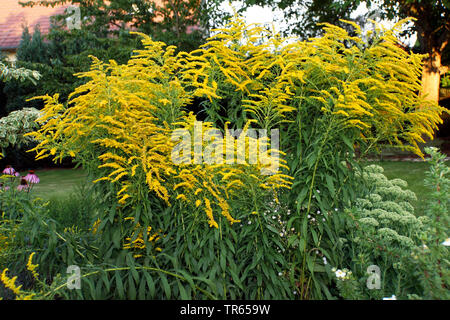 Verge d'or canadienne, meadow Houghton (Solidago canadensis), dans un jardin en fleurs, en Allemagne, en Rhénanie du Nord-Westphalie Banque D'Images