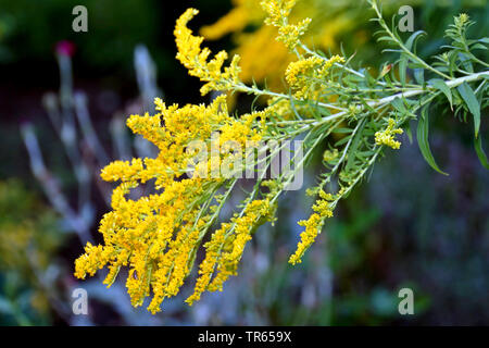 Verge d'or canadienne, meadow Houghton (Solidago canadensis), dans un jardin en fleurs, en Allemagne, en Rhénanie du Nord-Westphalie Banque D'Images