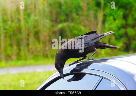 Corneille d'Amérique (Corvus brachyrhynchos), assis sur un toit de voiture whatching lui-même dans la fenêtre, USA, Floride, le Parc National des Everglades Banque D'Images