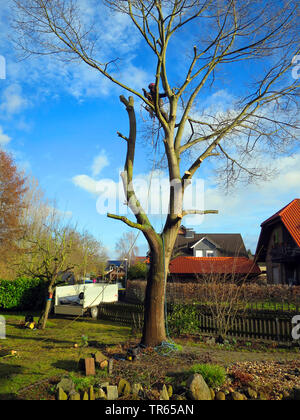 Le chêne rouge (Quercus rubra), l'abattage d'un chêne dans un jardin, Allemagne, Rhénanie du Nord-Westphalie Banque D'Images