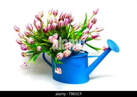 Jardin commun tulip (Tulipa spec.), bouquet de tulipes dans un arrosoir, Allemagne Banque D'Images