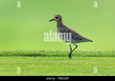 Pluvier bronzé (Pluvialis dominica), de recherche de nourriture sur un parcours de golf, vue latérale, USA, Hawaii, Maui, Kihei Banque D'Images