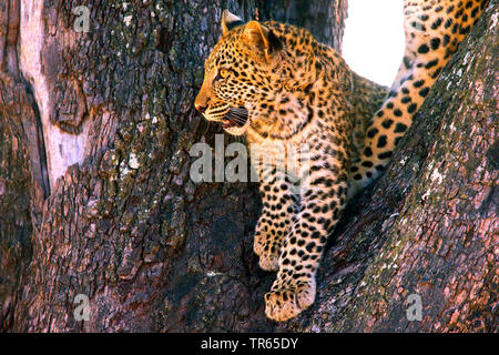 Leopard (Panthera pardus), le jeune animal dans une fourche d'une branche, le Botswana Banque D'Images