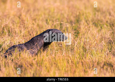 Honey badger (Mellivora capensis, rattel), assis dans une prairie, vue latérale, Botswana Banque D'Images