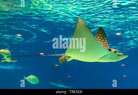 Spotted Eagle Ray (Aetobatus narinari), natation, USA, New York Banque D'Images