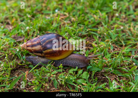 La mousse glissante des escargots, escargots (pilier, Cionellidae Cochlicopidae), monter sur un pré, vue latérale, USA, Hawaii, Maui, Kihei Banque D'Images