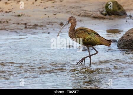 L'ibis falcinelle (Plegadis falcinellus), de recherche de nourriture, à marée basse, vue latérale, USA, Hawaii, Kealia Pond Banque D'Images