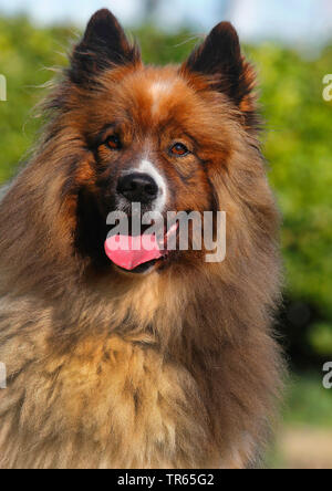 Elo, Grande Elo (Canis lupus f. familiaris), 5 ans chien, portrait, Allemagne Banque D'Images