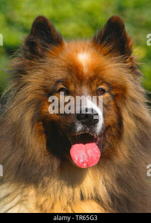 Elo, Grande Elo (Canis lupus f. familiaris), 5 ans chien, portrait, Allemagne Banque D'Images