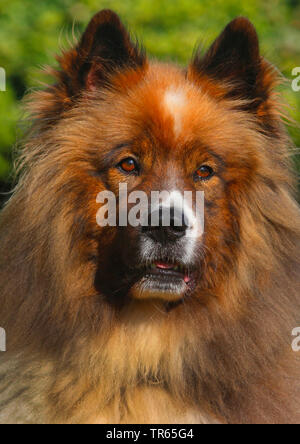 Elo, Grande Elo (Canis lupus f. familiaris), 5 ans chien, portrait, Allemagne Banque D'Images