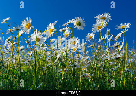 Oxeye daisy, la marguerite blanche, blanc-blanc, mauvaises herbes, Daisy Daisy chien, marguerite (Chrysanthemum leucanthemum Leucanthemum vulgare), dans un pré en fleurs, sur fond de ciel bleu, de l'ALLEMAGNE, Basse-Saxe Banque D'Images