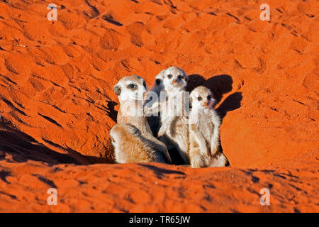 À queue fine, suricate (Suricata suricatta) suricates, mère avec de jeunes animaux dans un terrier, la Namibie, le Damaraland Banque D'Images