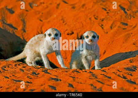 À queue fine, suricate (Suricata suricatta) suricates, deux jeunes animaux dans un terrier, la Namibie, le Damaraland Banque D'Images