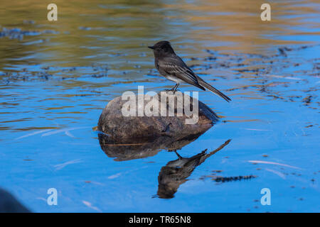 Phoebe Sayornis nigricans (noir), assis sur une pierre dans l'eau peu profonde, image miroir, USA, Arizona, Phoenix, Salt River Banque D'Images