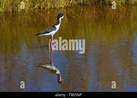 Hawaiian Stilt (Himantopus mexicanus knudseni), debout dans l'eau peu profonde, image miroir, USA, Hawaii, Maui, Kihei Banque D'Images