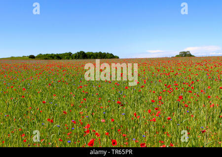 Le blé tendre, cultivé du blé (Triticum aestivum), wheatfield avec poppy et bleuet, Germany, Mecklenburg-Western Pomerania, Ruegen Banque D'Images