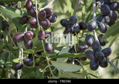 Olivier (Olea europaea ssp. sativa), olives noires sur un arbre, l'Italie, Toscane Banque D'Images