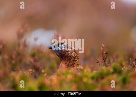 Lagopède des saules (Lagopus lagopus scoticus), sur le site dans autumnly entourant derrière les herbes, portrait, Royaume-Uni, Ecosse, le Parc National de Cairngorms, Aviemore Banque D'Images