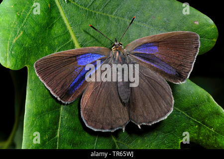 Purple Hairstreak (Favonius quercus, Neozephyrus quercus, Quercusia quercus), femme assise sur une feuille, vue de dessus, Allemagne Banque D'Images