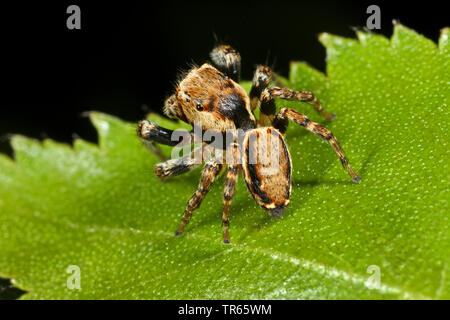 Zodariidae (Evarcha falcata), assis sur une feuille, Allemagne Banque D'Images