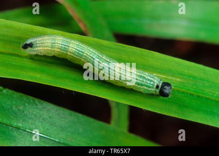 Skipper, skipper de l'Arctique à damier (Carterocephalus palaemon, Pamphila) palaemon, Caterpillar sur un brin d'herbe, Allemagne Banque D'Images