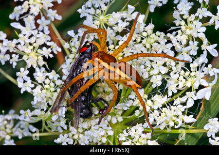Fimbriate araignée Dolomedes fimbriatus (pêche), assis sur un umbellifer avec pris fly, Allemagne Banque D'Images