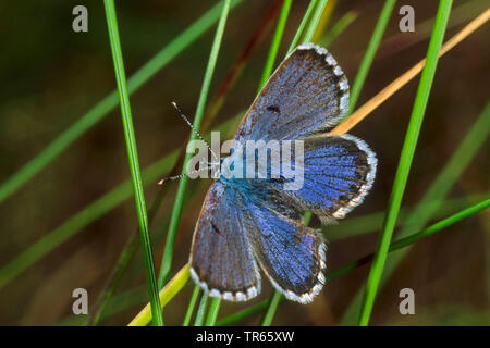 Baton bleu (Philotes Pseudophilotes baton, baton, Paon de baton), assis à une tige, vue de dessus, Allemagne Banque D'Images