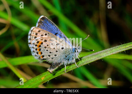 Baton bleu (Philotes Pseudophilotes baton, baton, Paon de baton), assis à une tige, side view , Allemagne Banque D'Images