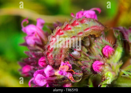 Baton bleu (Philotes Pseudophilotes baton, baton, Paon de baton), Caterpillar sur Prunella, Allemagne Banque D'Images