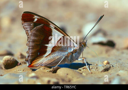 Purple emperor (Apatura iris), assis sur le sol, Allemagne Banque D'Images