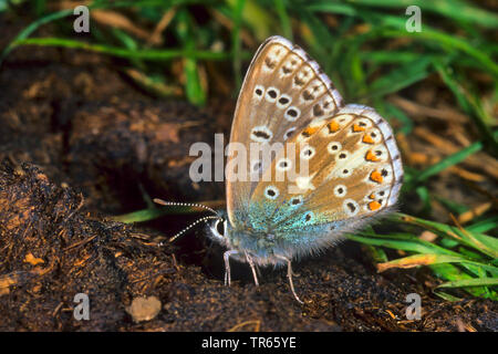 Blue (Polyommatus bellargus adonis, Lysandra bellargus, Meleageria bellargus), sur le terrain, vue latérale, Allemagne Banque D'Images