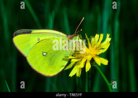 La lande assombrie (Colias palaeno jaune), assis sur un composite jaune, vue latérale, Allemagne Banque D'Images