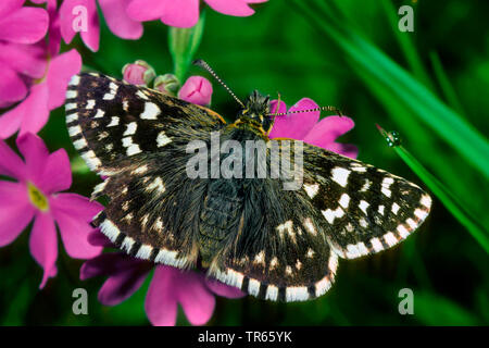 (Pyrgus malvae grizzled skipper), avec les ailes ouvertes, Allemagne Banque D'Images